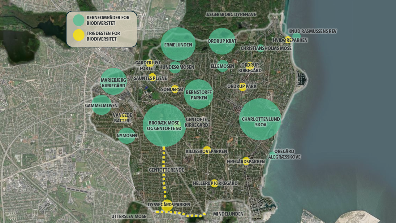 Prioriterede kerneområder (grønne cirkler) og trædesten (gule cirkler) for biodiversitet i Gentofte Kommune