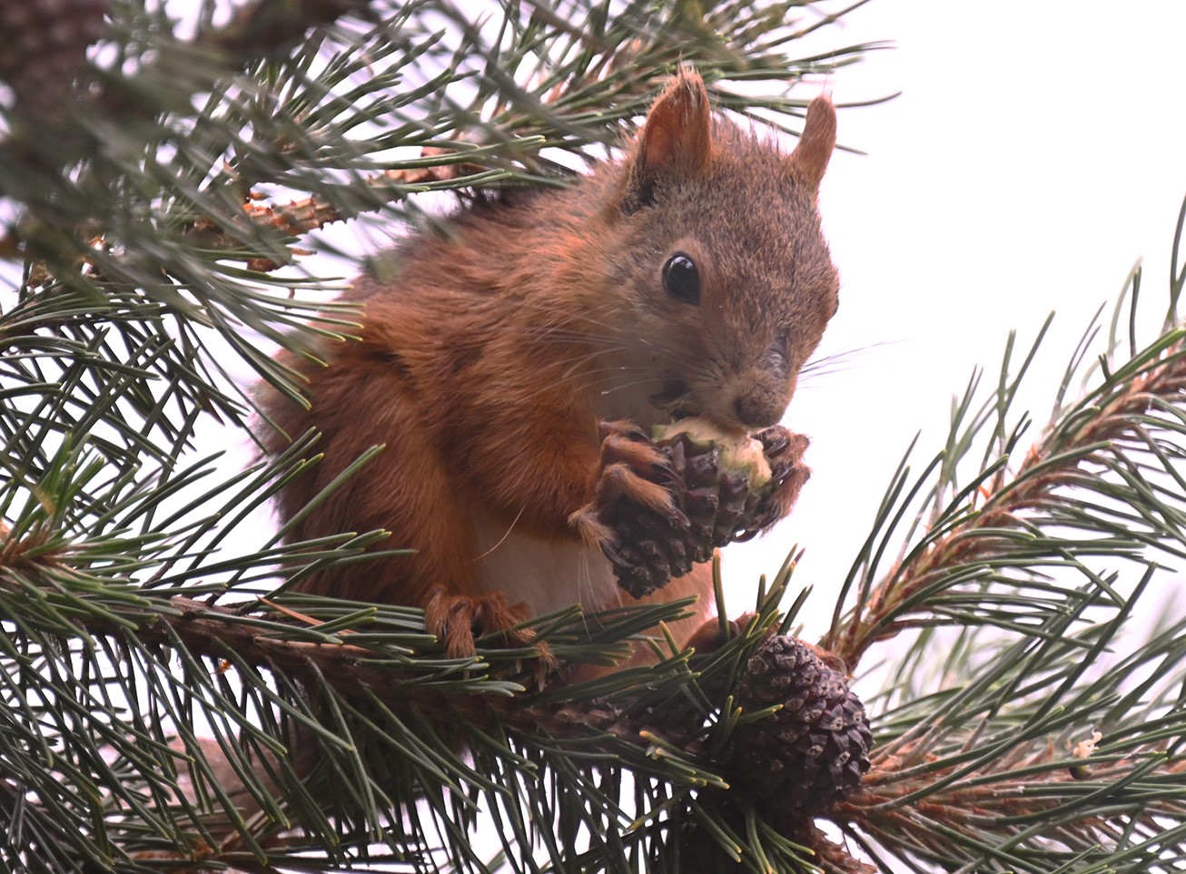 Egern spiser en grankogle